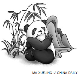 Success in the wild giant panda chase