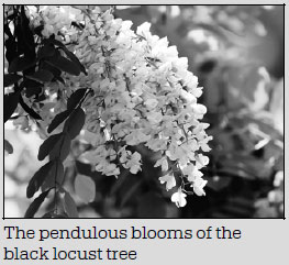 Let's eat some flowers