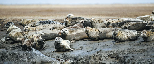 Rise in poaching of spotted seals poses threat to maritime ecosystem