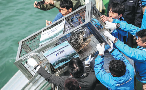 Rise in poaching of spotted seals poses threat to maritime ecosystem