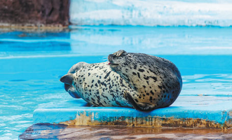 Rise in poaching of spotted seals poses threat to maritime ecosystem