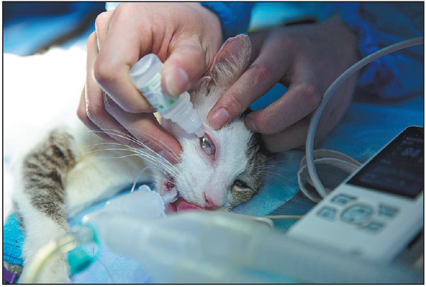 Celebrity vet offers work insights
