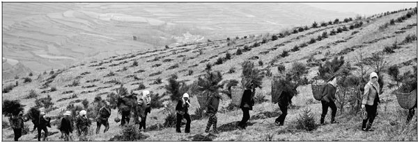 NEW FORESTS HALT DESERTS' ADVANCE
