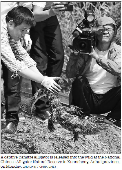 Largest number of Yangtze alligators released into the wild