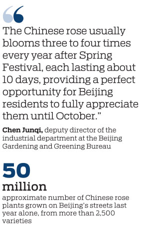 CHINESE ROSE A SPECTACULAR SUCCESS