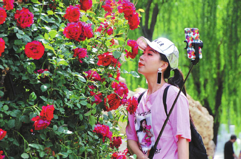 CHINESE ROSE A SPECTACULAR SUCCESS