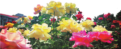 CHINESE ROSE A SPECTACULAR SUCCESS