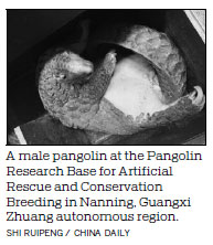 Captive breeding plan sheds light on saving endangered pangolin