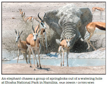 Drought-hit Namibia to auction wild animals