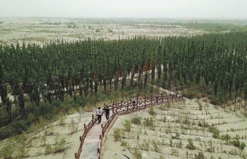 Tree-planting programs defy deserts and drought