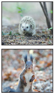 Beijing promotes closer human-animal coexistence