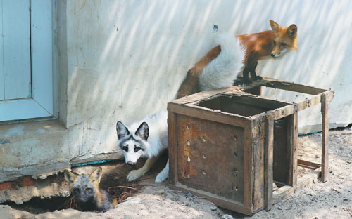 Beijing promotes closer human-animal coexistence