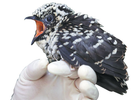 Beijing promotes closer human-animal coexistence