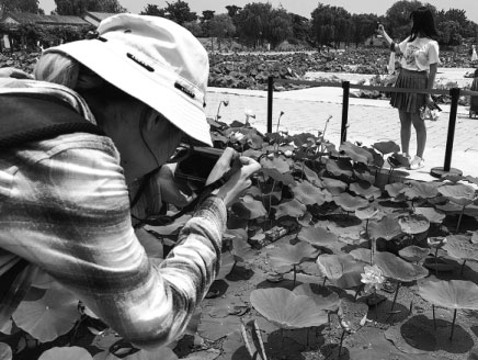Ancient lotus blooms at Old Summer Palace