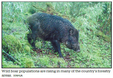Return of boars sends locals wild