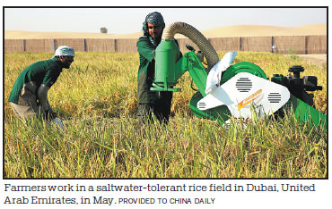 Rice developed by China bears fruit in Dubai