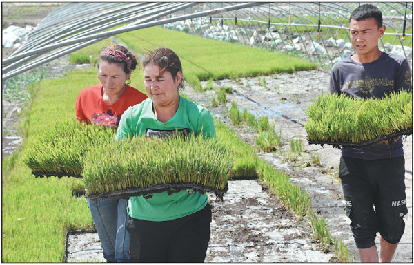 New rice strain set to boost food security