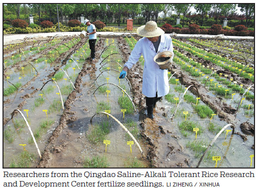 New rice strain set to boost food security
