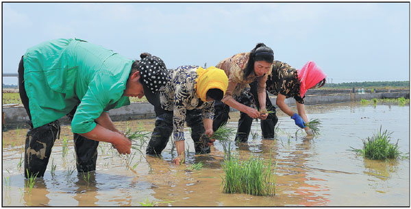 New rice strain set to boost food security