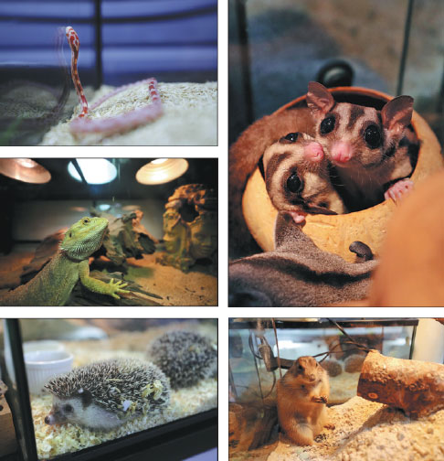 Exotic species get claws into pet market