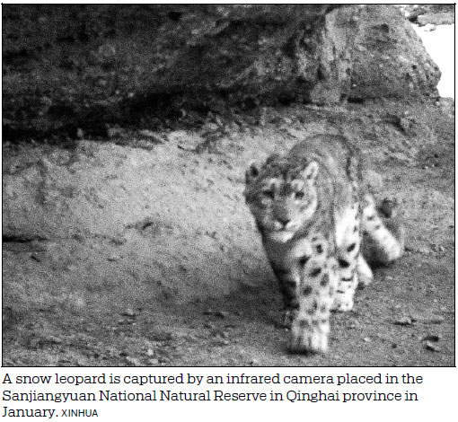 Plateau wildlife booms thanks to continuing ecological protection