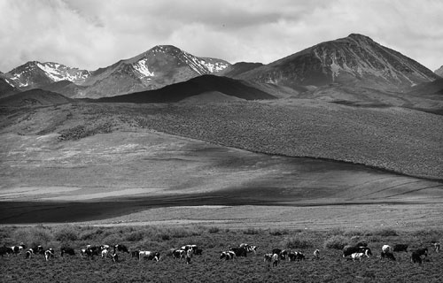 Grassland restoration tackles the root of the problem