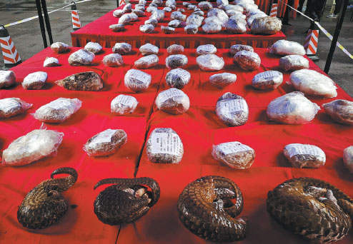 CONCERNS MOUNT FOR CHINESE PANGOLIN