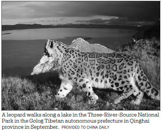 New images released of snow leopard in park