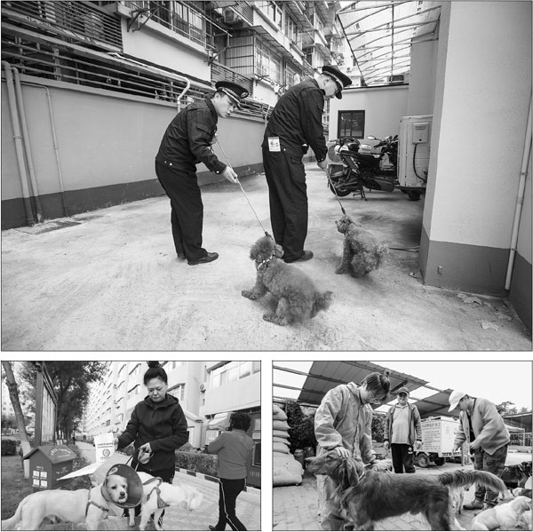 Restrictions, criticism faced by dog owners