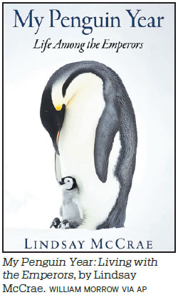 Cameraman captures life of emperor penguins