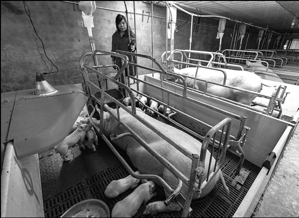 Brighter picture painted for pig farmers