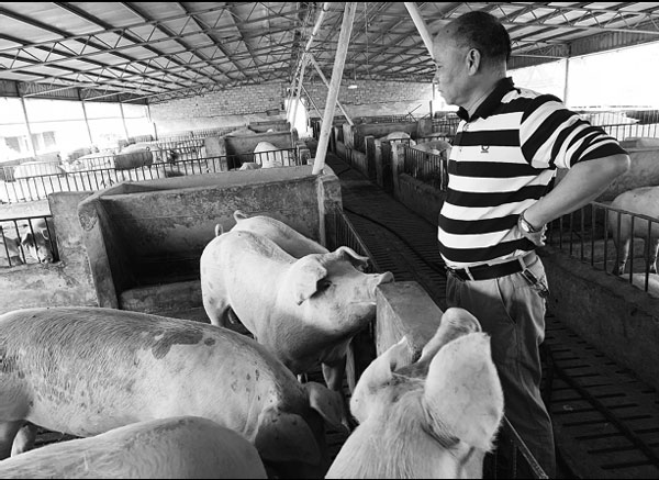 Brighter picture painted for pig farmers