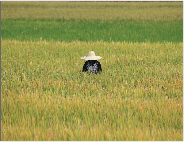Rice program boosts ties with Philippines