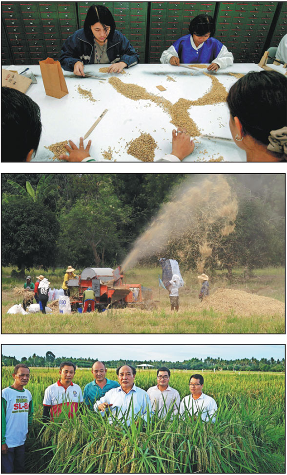 Rice program boosts ties with Philippines
