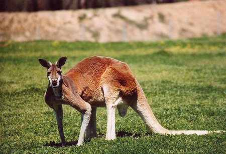 Fauna of Australia