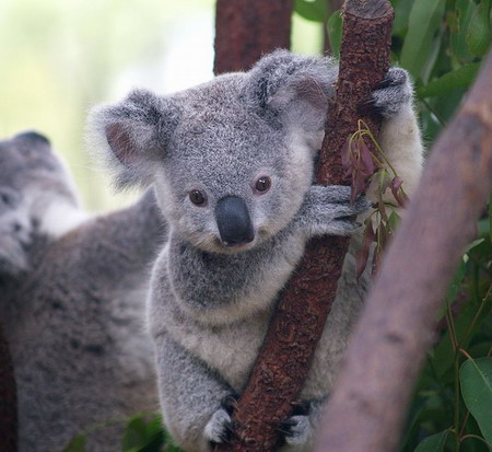 Fauna of Australia