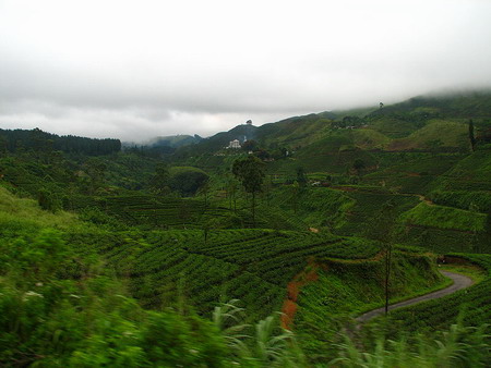 Ceylon tea in Sri Lanka