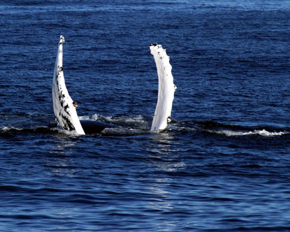 Whale watching