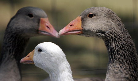 Goose foie gras, a Hungarian delicacy