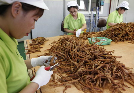 Ginseng, a South Korean treasure