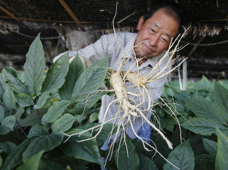 Ginseng, a South Korean treasure