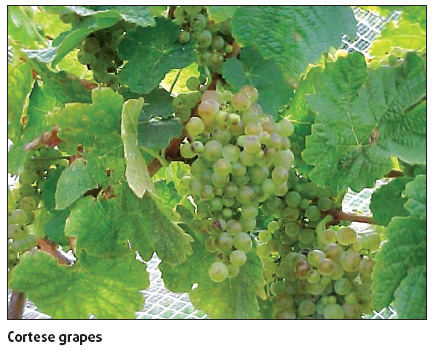 Vine-growing in a setting rivaling any Hollywood has to offer