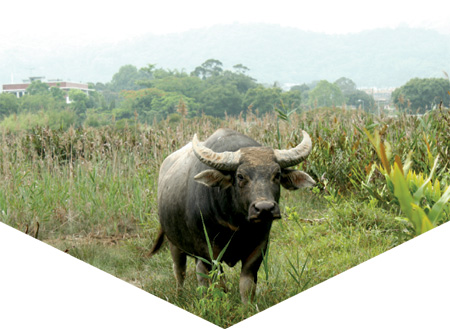 Mui Wo's vanishing herd