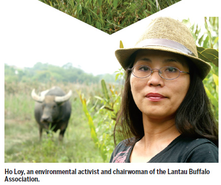 Mui Wo's vanishing herd
