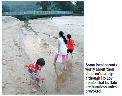 Mui Wo's vanishing herd