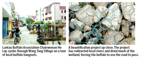 Mui Wo's vanishing herd