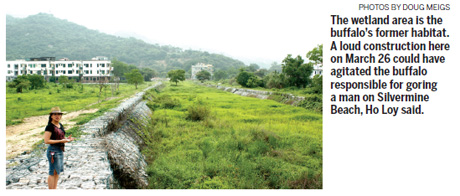 Mui Wo's vanishing herd