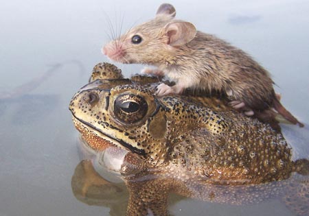 A mouse rides on the back of a frog in floodwaters in the northern Indian city Lucknow June 30, 2006. 
