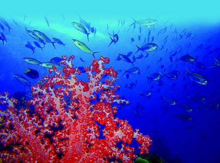 科学家称印尼海域可能是地球生命起源中心