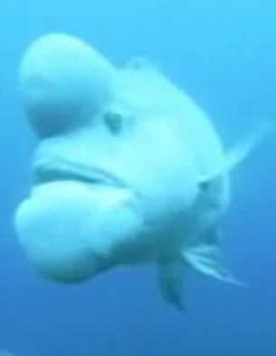世界最丑鱼现身日本海域？头上长大包绰号“史莱克”